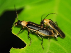 Podabrus flavicollis