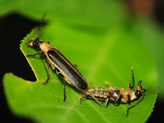 Podabrus flavicollis