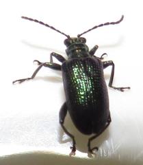 Lema chalcoptera
