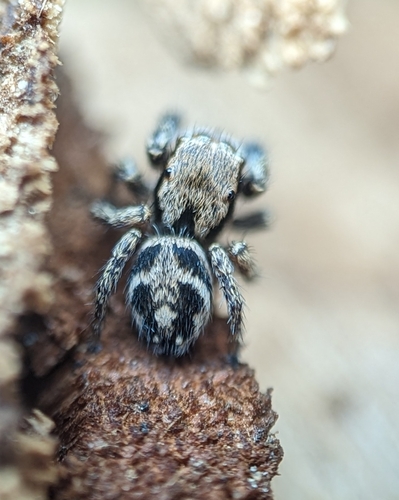 Boreal Paradise Spider photo 3