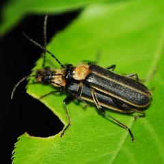 Podabrus flavicollis