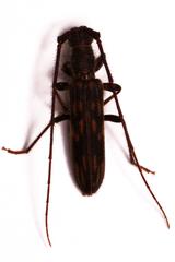 Trichopsathyrus modestus