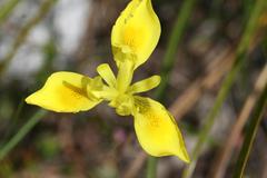 Moraea neglecta