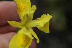 Moraea neglecta