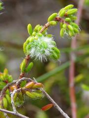 Erica capitata