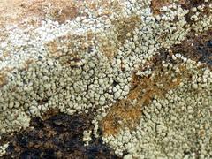 Buellia inturgescens