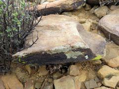 Buellia inturgescens