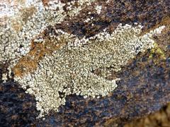 Buellia inturgescens