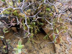 Pelargonium crithmifolium