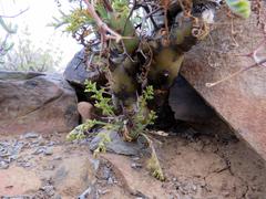 Pelargonium crithmifolium