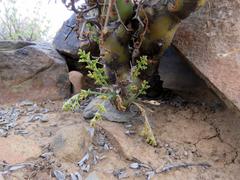 Pelargonium crithmifolium