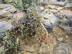 Pelargonium crithmifolium