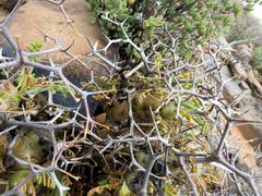 Pelargonium crithmifolium