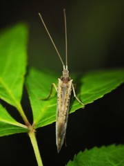 Nemotaulius hostilis