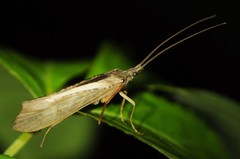 Nemotaulius hostilis