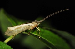 Nemotaulius hostilis