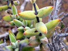 Crassula subaphylla subaphylla