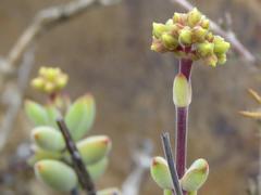 Crassula subaphylla subaphylla