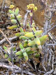 Crassula subaphylla subaphylla