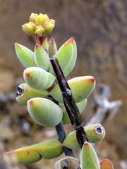 Crassula subaphylla subaphylla