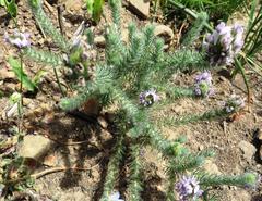 Aspalathus cephalotes violacea