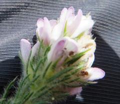 Aspalathus cephalotes violacea