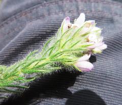 Aspalathus cephalotes violacea