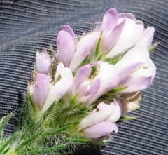 Aspalathus cephalotes violacea