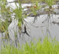 Psalidoprocne pristoptera