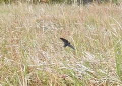 Psalidoprocne pristoptera