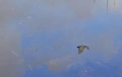 Psalidoprocne pristoptera