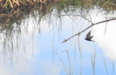 Psalidoprocne pristoptera