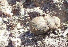 Epirinus flagellatus