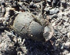 Epirinus flagellatus