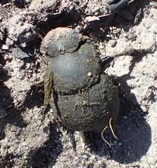 Epirinus flagellatus