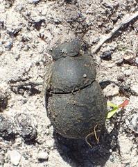 Epirinus flagellatus