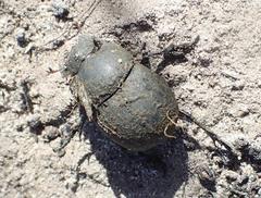 Epirinus flagellatus