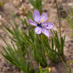 Aristea cantharophila