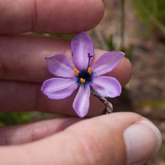 Aristea cantharophila