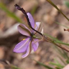Aristea cantharophila
