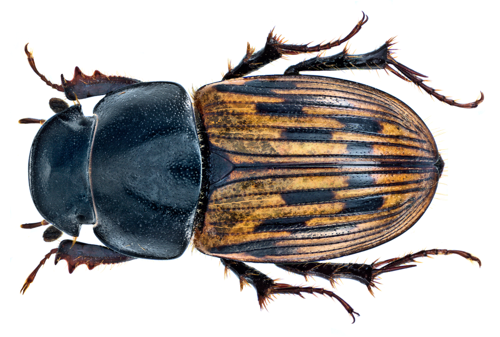Acrossus luridus