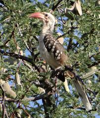 Tockus damarensis
