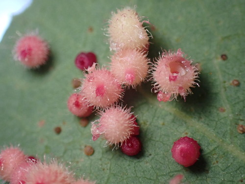 Crystalline Gall Wasp photo 5