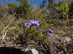 Viola decumbens decumbens