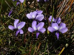 Viola decumbens decumbens
