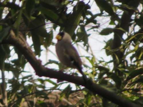 Eophona personata