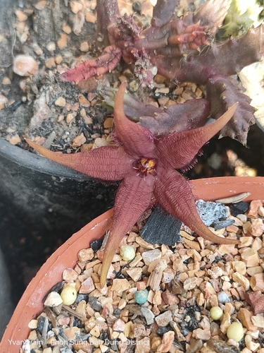 Orbea woodii (N.E.Br.) L.C.Leach 3