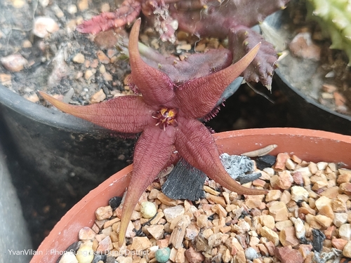 Orbea woodii (N.E.Br.) L.C.Leach 2