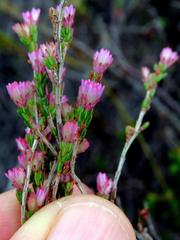 Erica gnaphaloides