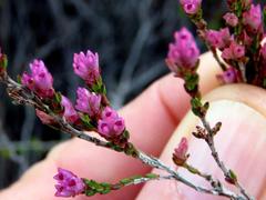 Erica gnaphaloides